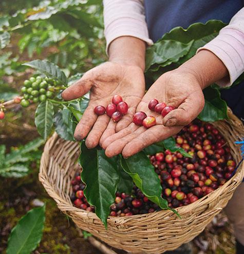Kenon Italian Roasted Ground Coffee | 100% Arabica – 1.1 lbs (500g)